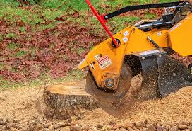 Best Tree Cabling and Bracing  in Holmen, WI