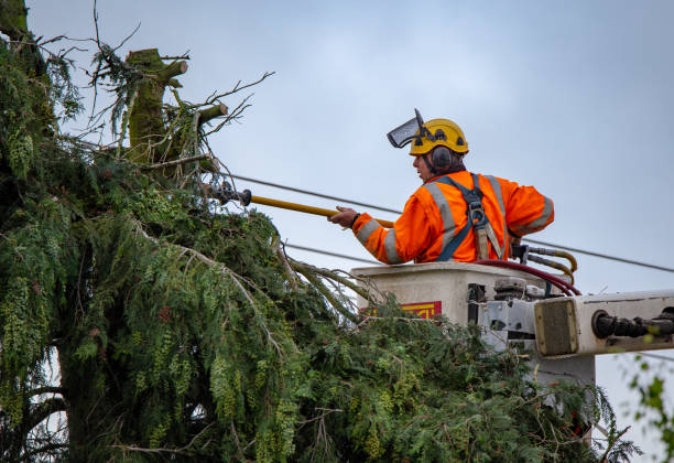 Best Tree Removal  in Holmen, WI