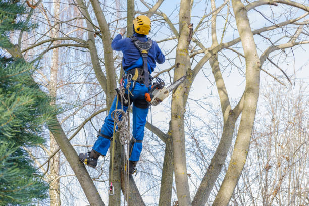 How Our Tree Care Process Works  in  Holmen, WI