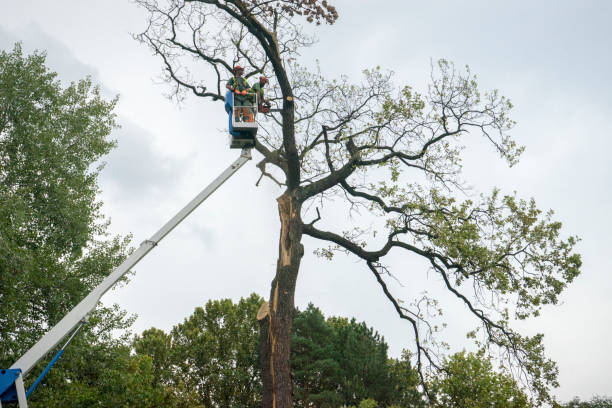 Best Tree and Shrub Care  in Holmen, WI