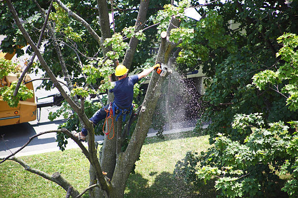 Best Arborist Consultation Services  in Holmen, WI